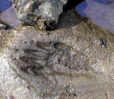 chupacabra-footprints