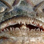20 Stargazer Fish Facts to Know What this Creature is