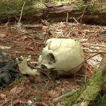 Top 10 Aokigahara Forest Stories about the Haunted Forest in Japan