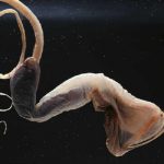 20 Gulper Eel Facts to know What this Creature is