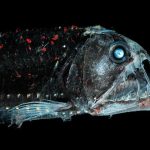 Top 20 Pacific Viperfish Facts to know What this Creature is