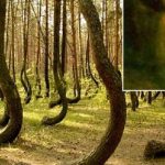 Top 10 Creepy Stories about Hoia Baciu Forest