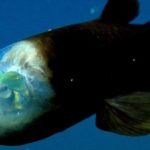 20 Facts about Barreleye fish to know What this Creature is