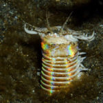 20 Facts about Bobbit Worm To Know What This Creature Is