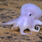 20 Facts about Dumbo Octopus to Know what this Creature is