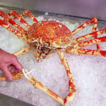 20 Facts about Giant Spider Crab to know what this Creature is