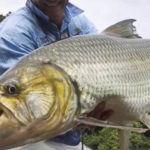 20 Facts about Goliath Tigerfish to know What this Creature is