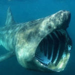 20 Facts about Megamouth Shark to Know What this Creature is