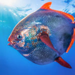 20 Facts about Opah Fish to Know What this Creature is