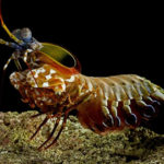 20 Facts about Peacock Mantis Shrimp to know What this Creature is