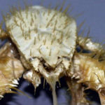 20 Facts about Yeti Crab to Know What This Creature Is