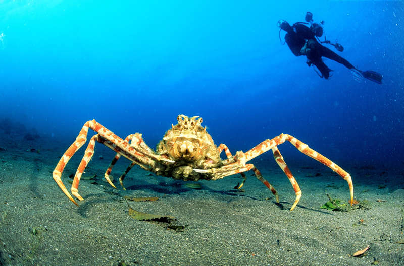 20 Facts about Giant Spider Crab to know what this