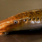 20 Facts about Sea Lamprey to know What this Creature is
