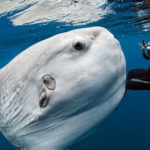 Top 10 Characteristics of Ocean Sunfish that Have Helped It Survive