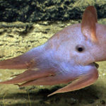 Top 10 Dumbo Octopus Characteristics that Have Helped It Survive