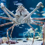 Top 10 Giant Spider Crab Characteristics that Have Helped It Survive