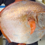 Top 10 Opah Fish Characteristics that have Helped It Survive
