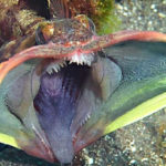 Top 10 Sarcastic Fringehead Characteristics that Have Helped It Survive