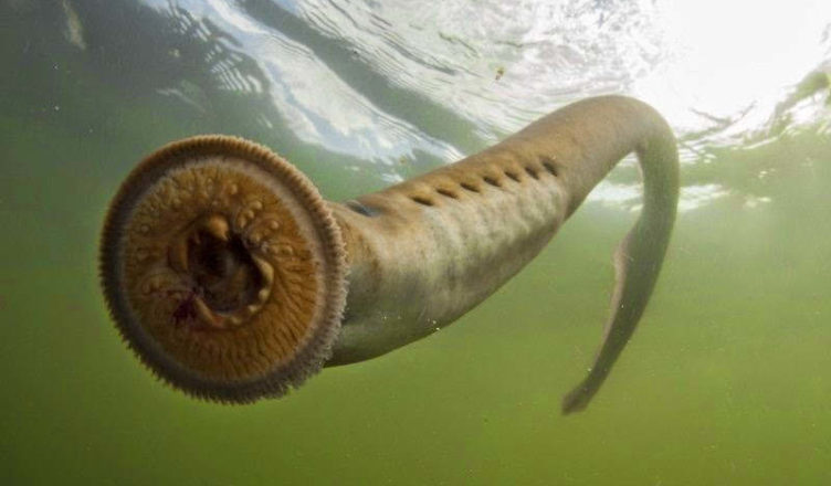 Image result for sea lamprey