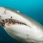 Top 10 Snaggletooth shark Characteristics that Have Helped It Survive