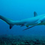 Top 10 Thresher Shark Characteristics that Have Helped it Survive
