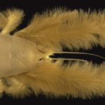 Top 10 Yeti Crab Characteristics that Have Helped It Survive