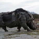 20 Facts about Woolly Rhino to Know What this Creature is