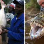 Top 10 Goliath Tigerfish Characteristics that Have Helped It Survive