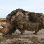 Top 10 Woolly Rhino Characteristics that Have Helped It Survive