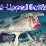 Unveiling the Red-Lipped Batfish: Features, Behavior, and Habitat