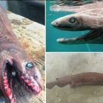 Top 10 Frilled Shark Characteristics that Have Helped It Survive