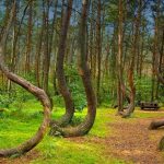 20 Mystery Facts of Hoia Baciu Forest