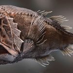 Top 10 Fangtooth Fish Characteristics that Have Helped It Survive