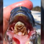 20 Facts about Tongue Eating Louse to Know What this Creature Is?
