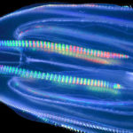 20 Facts About Comb Jellyfish To Know What This Creature Is