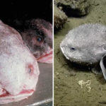 20 Facts about Blobfish to Know What this Creature is