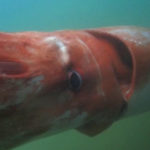 20 Facts about Colossal Squid to Know What this Creature is