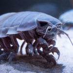 20 Facts about Giant Isopod to know what this Creature is
