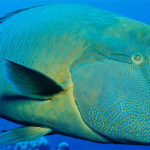 20 Facts about Humphead Wrasse to Know What This Creature Is