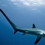20 Facts about Thresher Shark to know What This Creature is