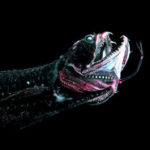 Top 10 Black Dragonfish Characteristics that Have Helped It Survive
