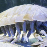 Top 10 Giant Isopod Characteristics that Have Helped It Survive