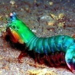 Top 10 Peacock Mantis Shrimp Characteristics that Have Helped It Survive