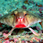 Top 10 Red Lipped Batfish Characteristics That Have Helped It Survive