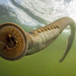 Top 10 Sea Lamprey Characteristics That Have Helped It Survive